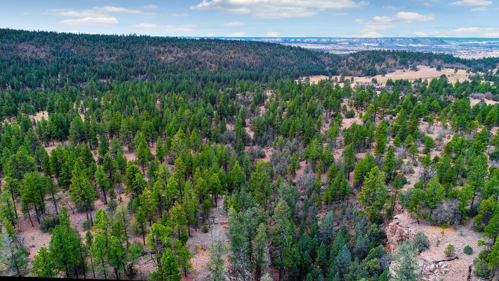 20 Wooded Mountain Acres near the Cibola National Forest : NM_Cibola_00034