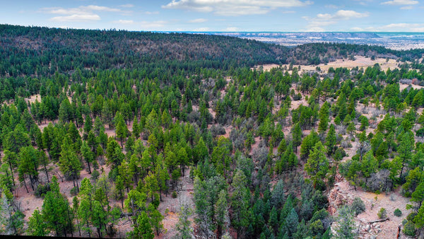20 Wooded Mountain Acres near the Cibola National Forest : NM_Cibola_00034