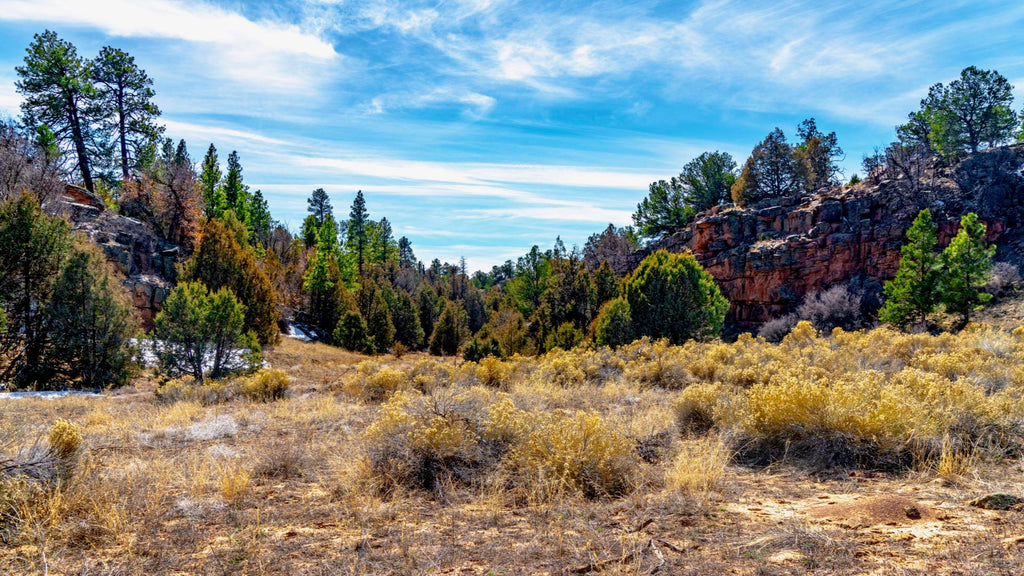 20 Wooded Mountain Acres near the Cibola National Forest : NM_Cibola_00036