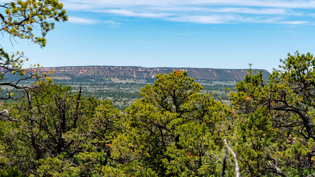 20 Acre Wooded Homesite with Electricity near National Forest : NM_Cibola_00041