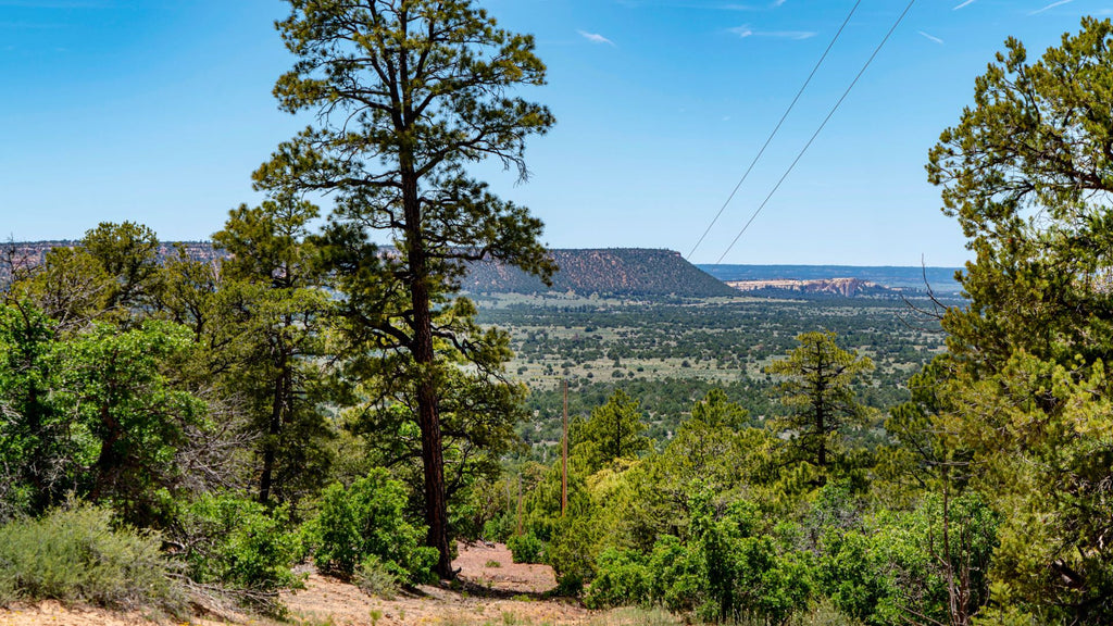 20 Wooded Mountain Acres with Electricity near National Forest : NM_Cibola_00042