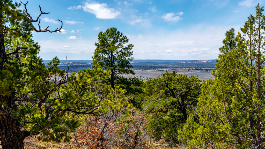 20 Acre Wooded Ranch Bordering the Cibola National Forest : NM_Cibola_00046