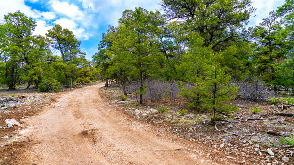 15.12 Wooded Mountain Acres with Road Frontage near National Forest : NM_Cibola_00047