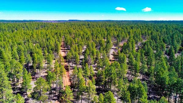 27.14 Wooded Mountain Acres near the Cibola National Forest : NM_Cibola_00048