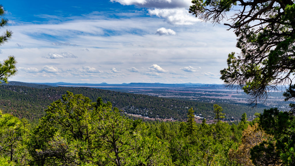 20 Wooded Mountain Acres bordering Cibola National Forest : NM_Cibola_00061