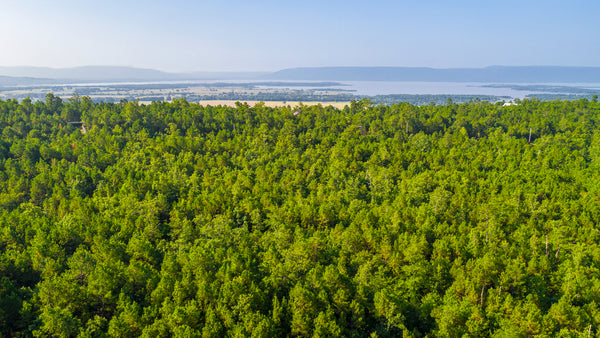 3 Acre Wooded Homesite with Road Frontage & Utilities near Sardis Lake : OK_Latimer_00040