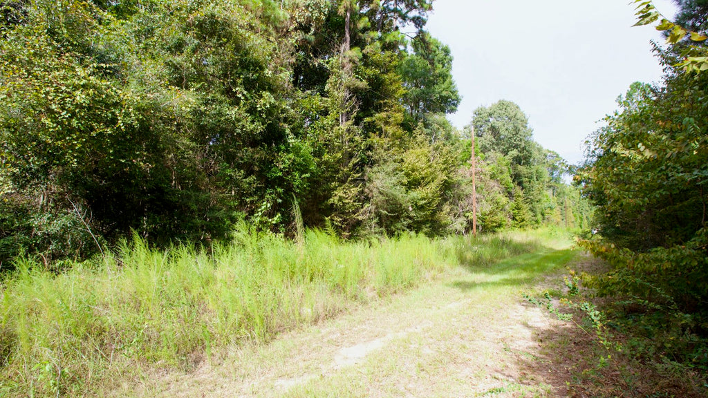 Wooded Lot with Utilities near Big Thicket National Preserve : TX_Liberty_00028