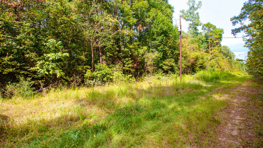 Wooded Lot with Utilities near National Preserve : TX_Liberty_00029