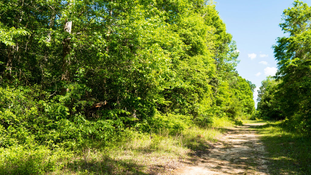 Wooded Lot with Utilities near National Preserve & Lake Livingston  : TX_Liberty_00037