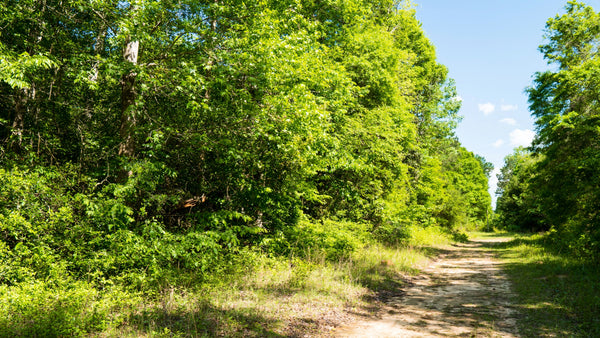 Wooded Lot with Utilities near National Preserve & Lake Livingston  : TX_Liberty_00037