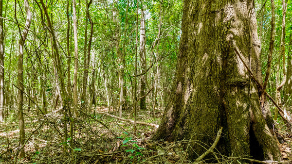 Wooded Lot with Utilities near Lake Livingston & National Preserve : TX_Liberty_00038