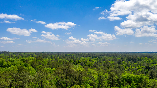 Wooded Lot near National Preserve with Utilities & Road Frontage : TX_Liberty_00041