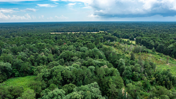 Wooded Lot with Power near Big Thicket National Preserve : TX_Liberty_00046