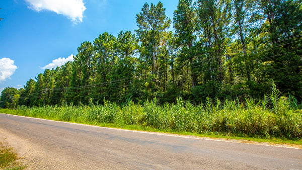 Wooded Lot with Utilities Near Lake Livingston : TX_Polk_00008