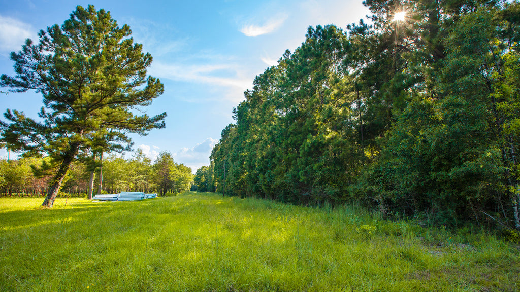 Wooded Lot with Utilites & Road Frontage near Lake Livingston : TX_Polk_00011