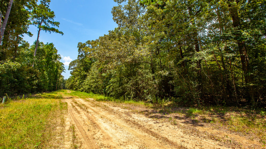 Wooded Lot w Utilities & Road Frontage near Lake Livingston : TX_Polk_00012