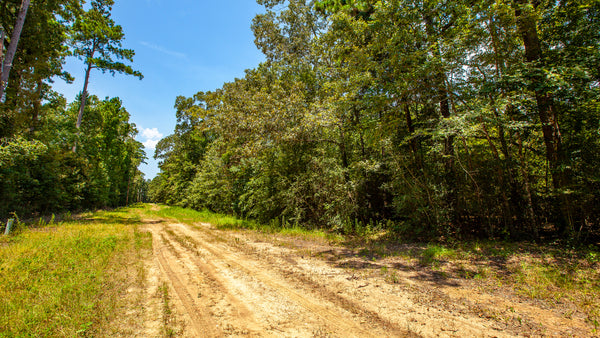 Wooded Lot w Utilities & Road Frontage near Lake Livingston : TX_Polk_00012